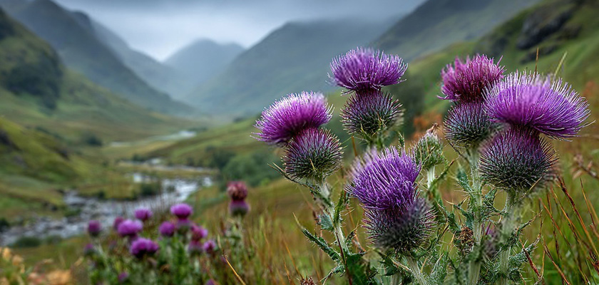 parc national pyrenees 00